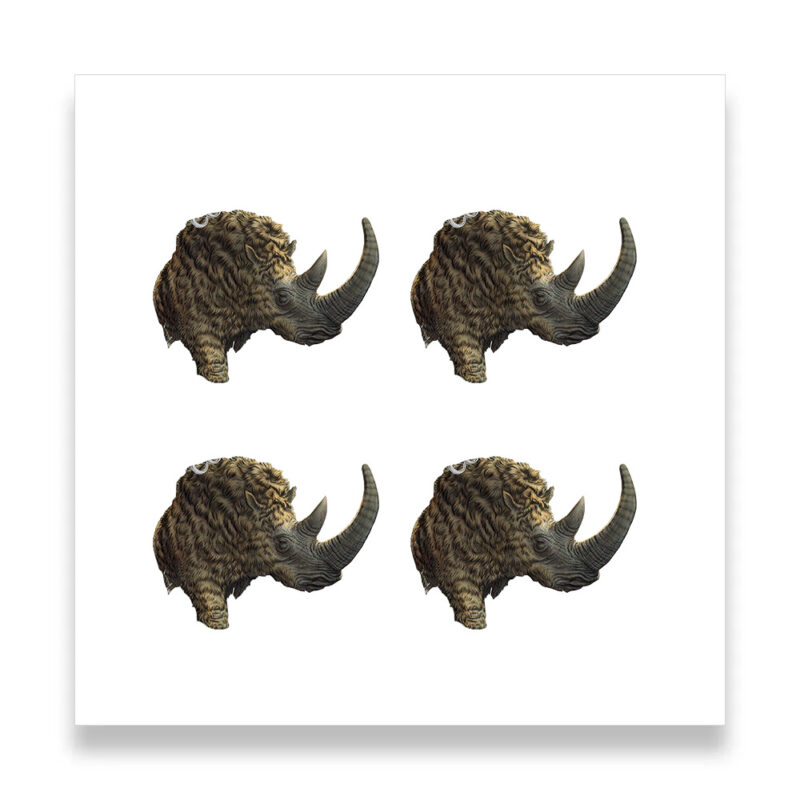 Four woolly mammoth heads on white background